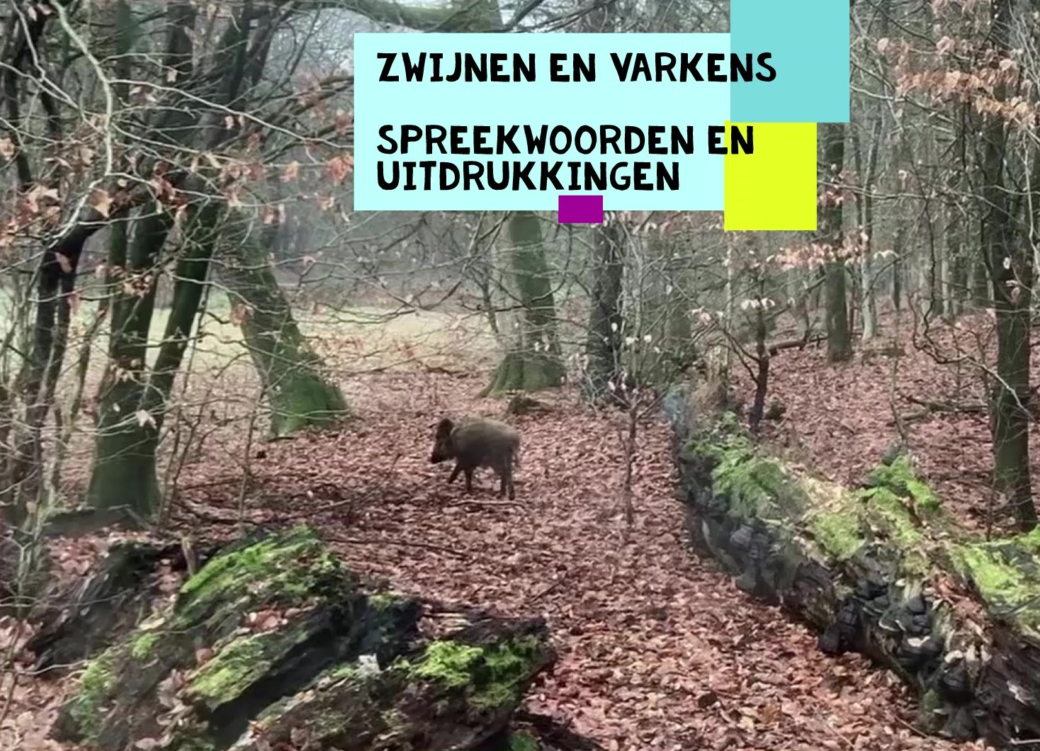 Spreekwoorden en uitdrukkingen over varkens en zwijnen – Extraned
